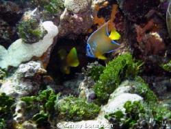 Waterscape photo of juvenile queen angelfish.  Taken in t... by Genny Donaldson 